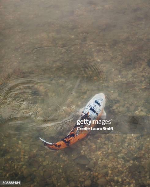 red and white carp seen from behind in freshwater - acquarium stockfoto's en -beelden