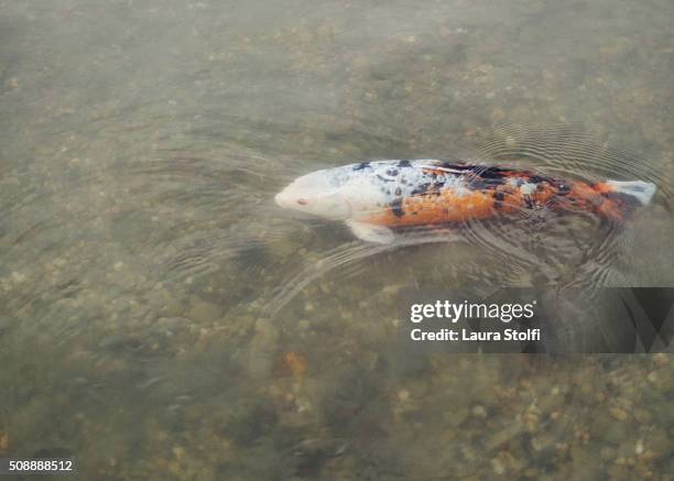 orange and white carp fish swimming in pond - acquarium stockfoto's en -beelden