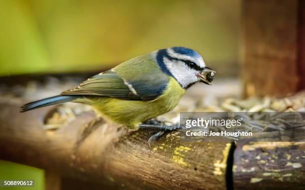blue tit with seed - bird feeder stock pictures, royalty-free photos & images