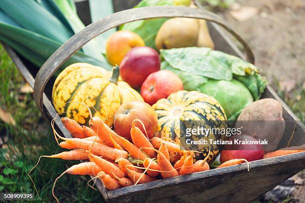 wooden basket full of fresh, organic vegetables - harvesting stock pictures, royalty-free photos & images
