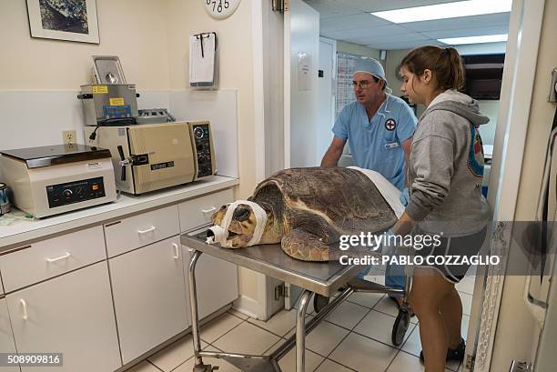 Loggerhead Rock Turtle Rock Photos and Premium High Res Pictures - Getty Images