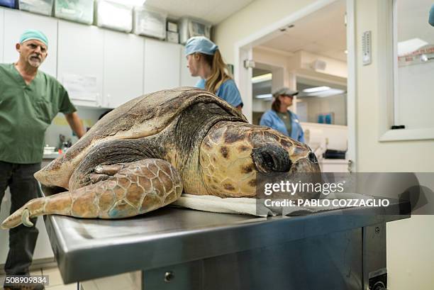 Loggerhead Rock Turtle Rock Photos and Premium High Res Pictures - Getty Images