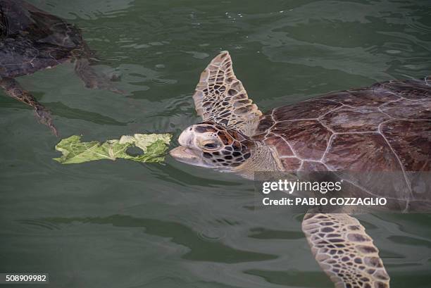 This January 14, 2016 photo shows a green sea turtle afflicted by a kind of herpes virus that causes fibropapillomatosis, at the Turtle Hospital in...