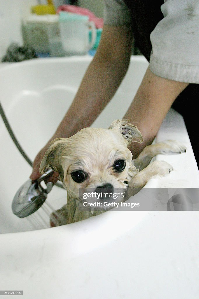 Pampered Pooches In Beijing Pet Beauty Parlour