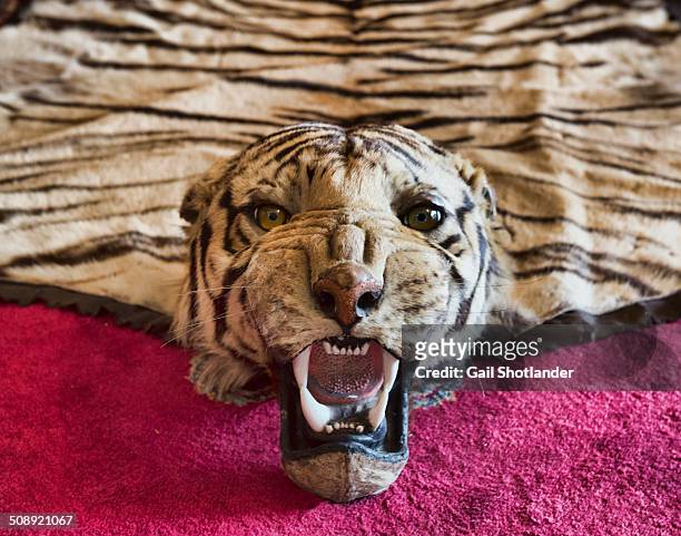 tiger head rug (game rug) - taxidermist stock-fotos und bilder