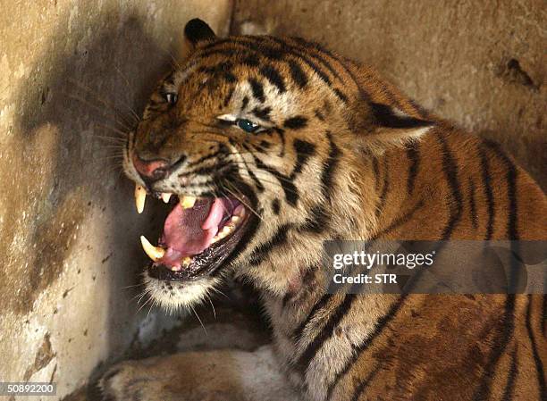 An Indian Royal Bengal Tiger roars in it's cage at Calcutta Zoo, 24 May 2004. The maneating tiger, worshipped by terror-stricken villagers as a...