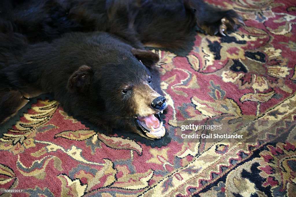 Bear rug (