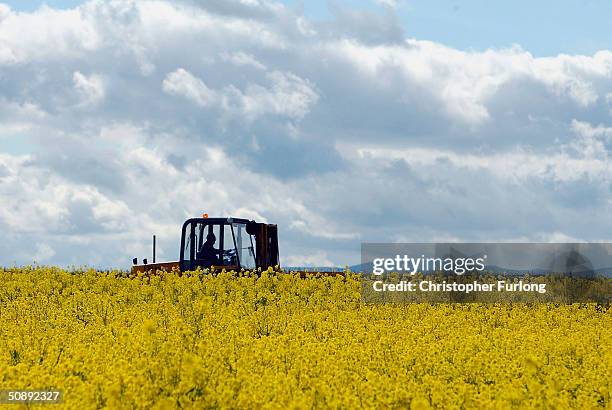 The vivid yellow of a field of oilseed rape stands out against the blue sky, May 24, 2004 in Perthshire, Scotland. A team of UK Government advisers...