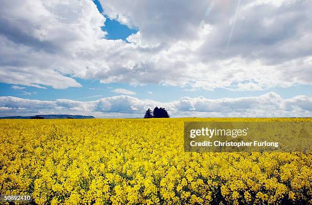 The vivid yellow of a field of oilseed rape stands out against the blue sky, May 24, 2004 in Perthshire, Scotland. A team of UK Government advisers...