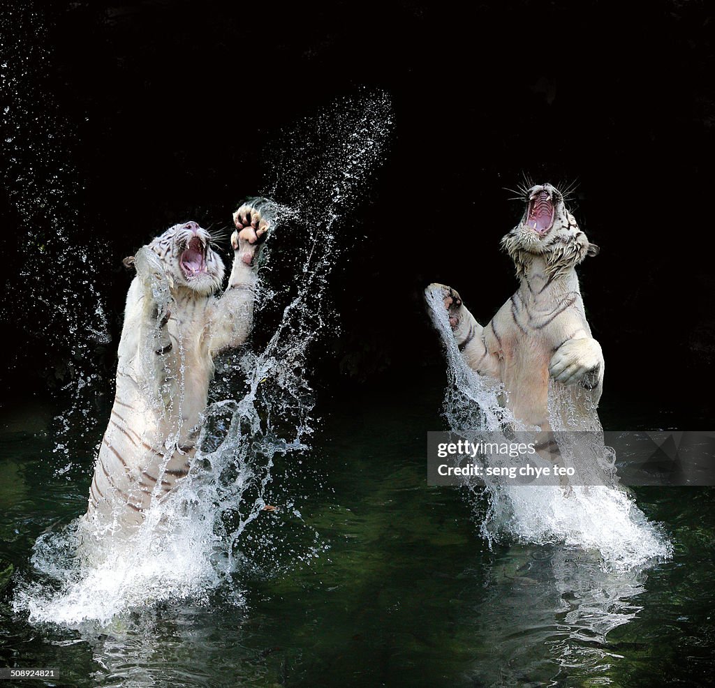 The leaping splash white tiger