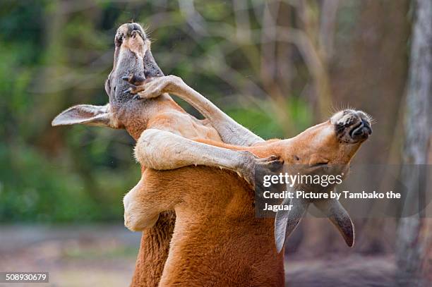 fighting kangaroos - red kangaroo stock pictures, royalty-free photos & images