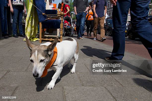 small dog walking on the side walk - king's day netherlands - fotografias e filmes do acervo