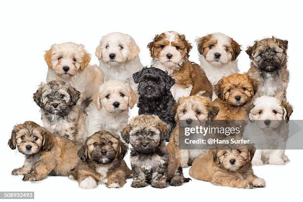 15 havanerse puppys - grote groep dieren stockfoto's en -beelden