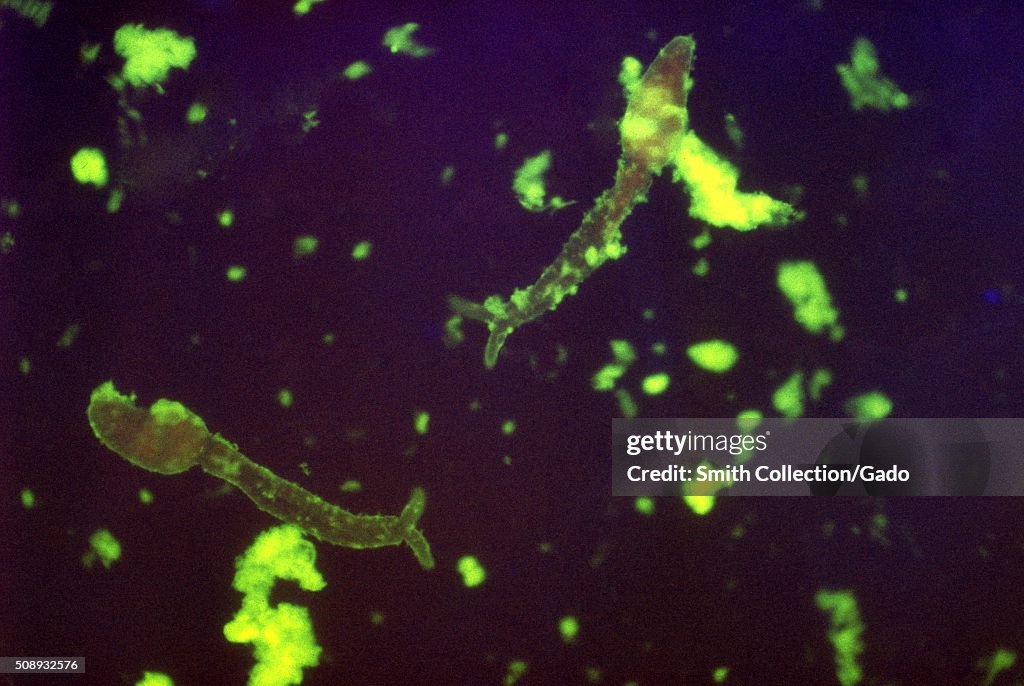 Cercariae Of Schistosoma