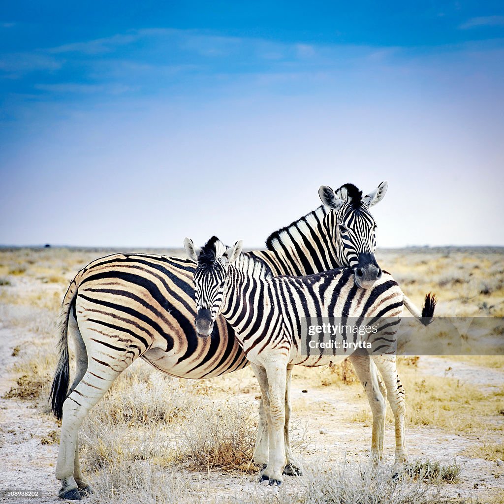 Farfalla madre e il suo Puledro in Parco Nazionale di Etosha, Namibia