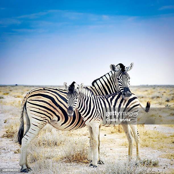 zebra mother and her foal in etosha national park,namibia - grant's zebra stock pictures, royalty-free photos & images