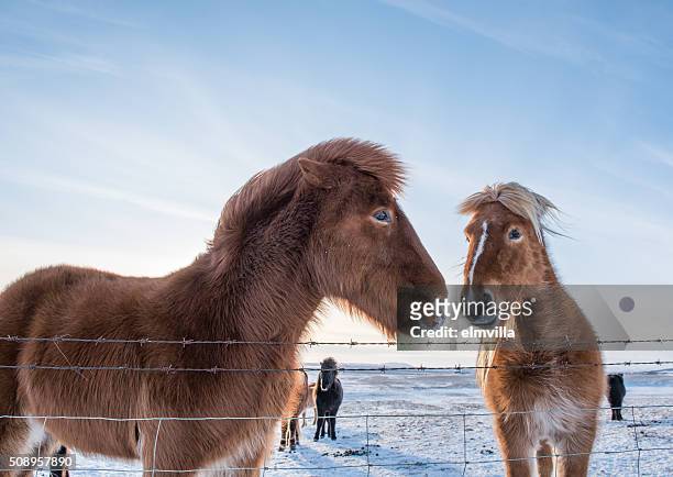 icelandic horses in the snow - iceland horse stock pictures, royalty-free photos & images