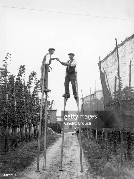 Hop pickers using stilts on a farm at Wateringbury in Kent, August 1928.