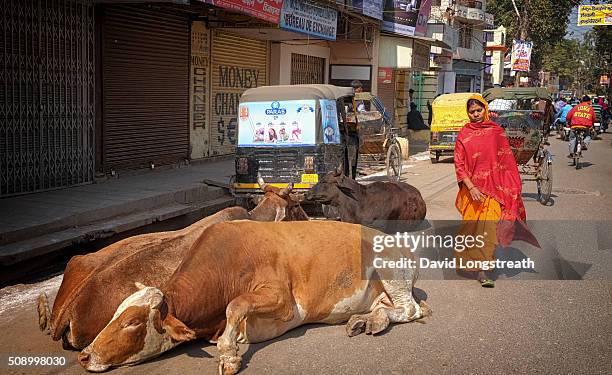 In Varanasi, India, Friday, Jan. 22, 2016. Indians walk in and around cows that gather on the streets. For Hindus, cows are sacred and cannot be...