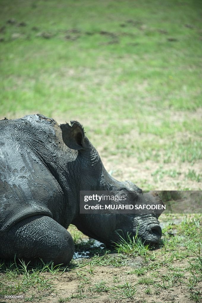 SAFRICA-CONSERVATION-WILDLIFE-RHINO