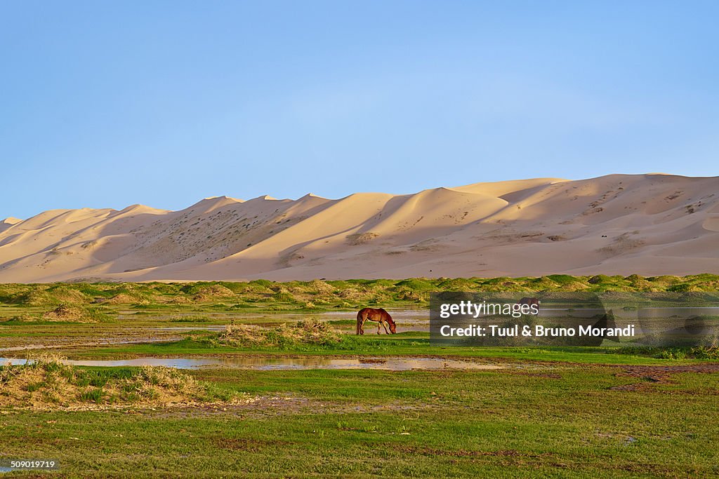 Mongolia, Gobi desert, Khongoryn Els dunes