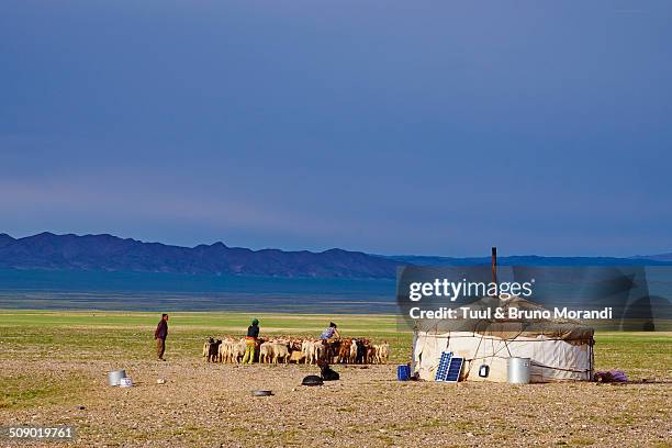 mongolia, bayankhongor, gobi desert, nomad camp - gobi desert stock-fotos und bilder