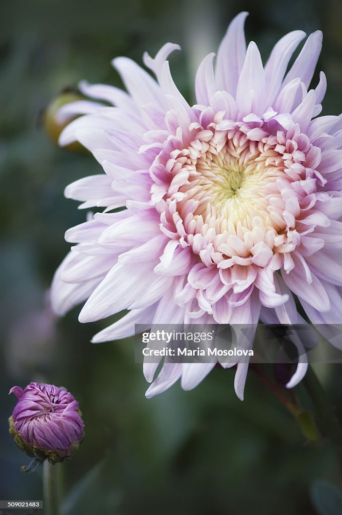 Light Pink Chrysanthemum Flower and a Bud