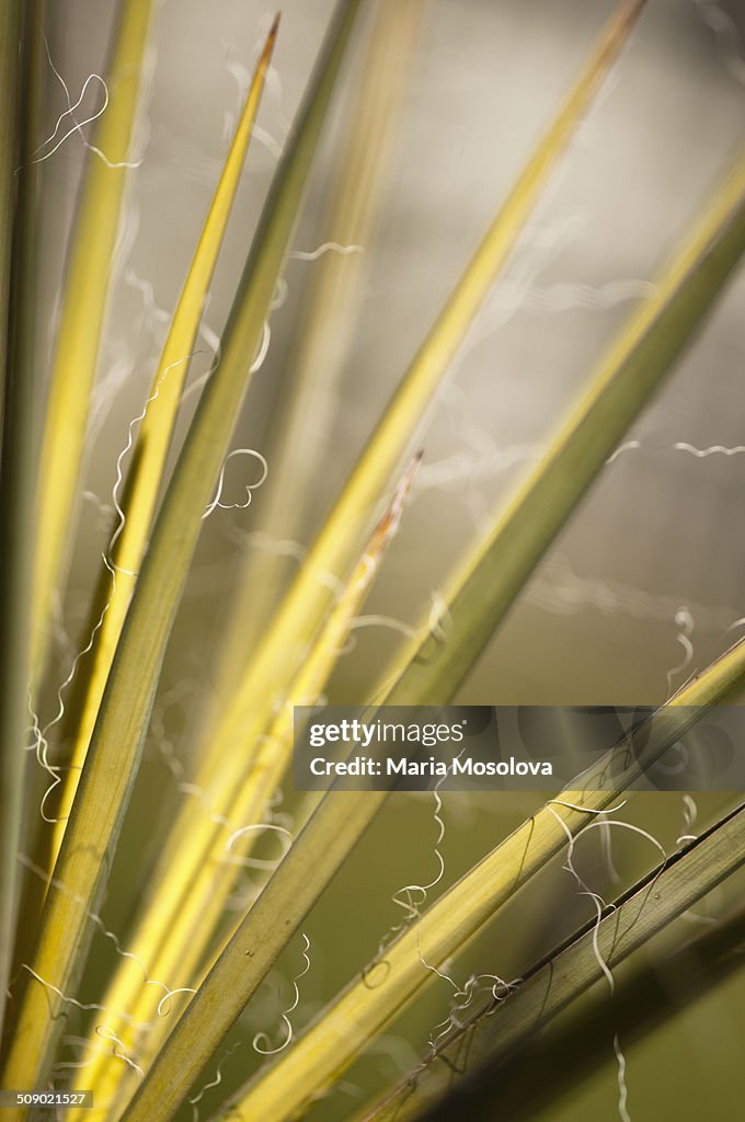 Pattern of Agave Leaves with Fibers