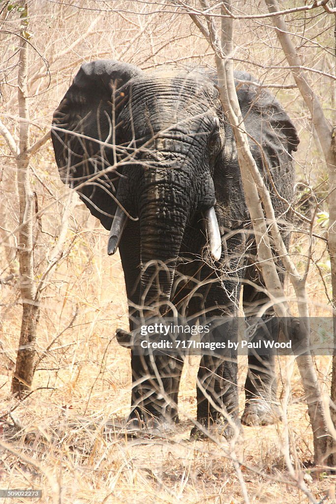 Burkina elephant