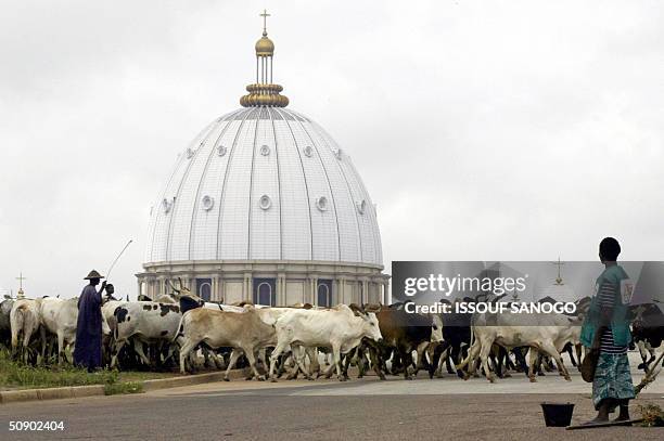 Municipal worker watches cows passing in front of the "Notre dame de la Paix" basilic 19 May 2004, in Yamassoukro. AFP PHOTO/ISSOUF SANOGO