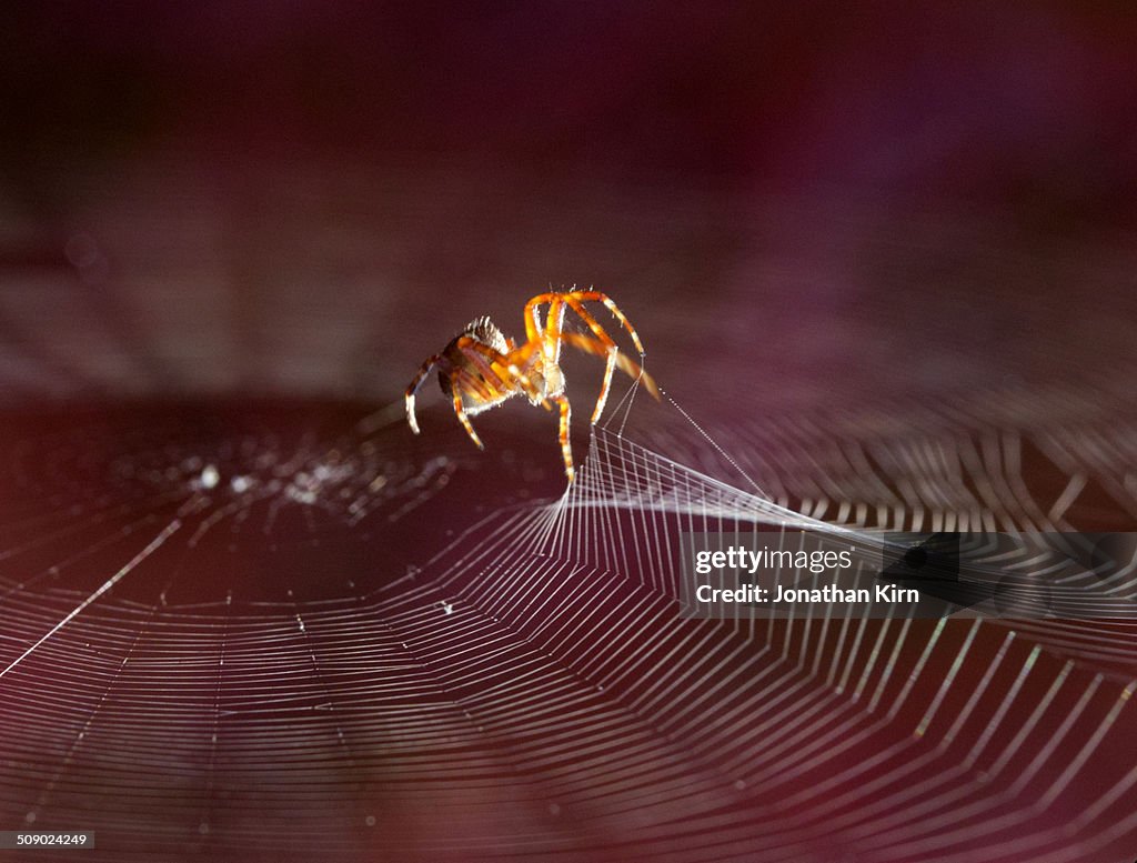 Garden spider in a backyard web