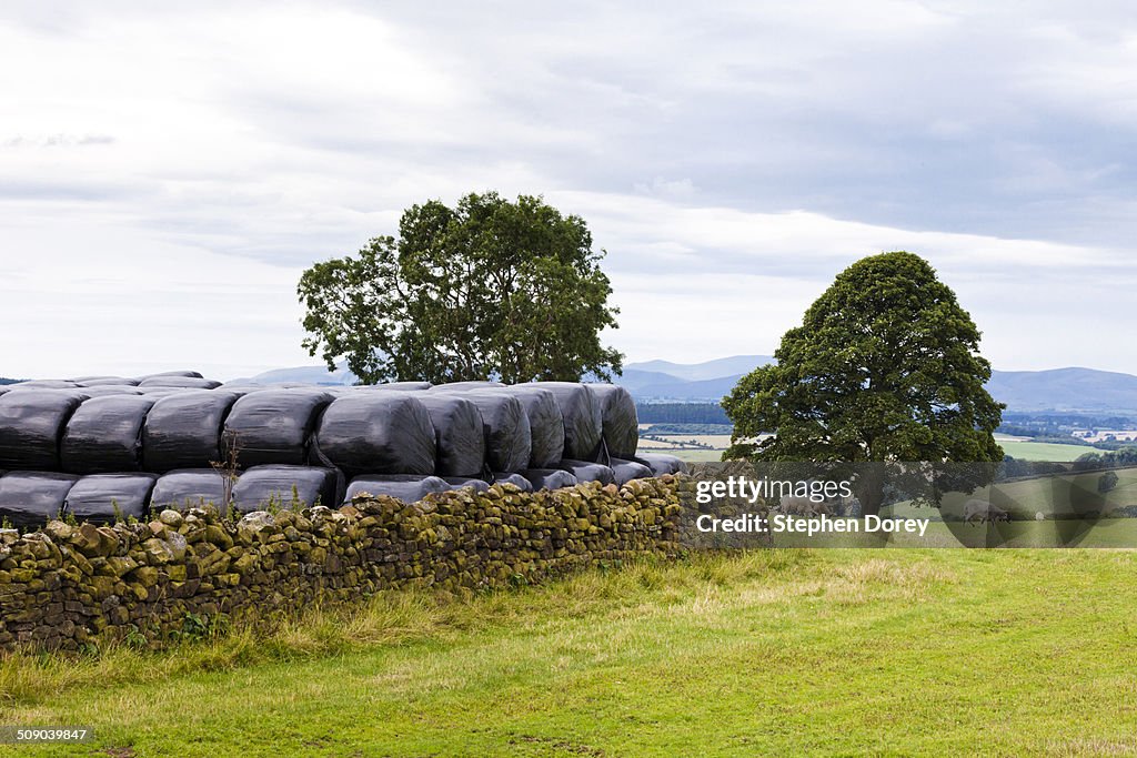 Silage hay bales in black plastic
