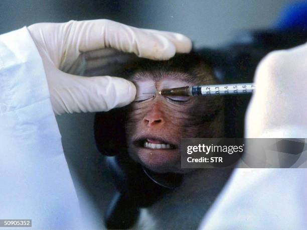 Chinese researcher injects a monkey with an experimental solution at a laboratory in the southern Chinese city of Guangzhou 28 May 2004. China is...