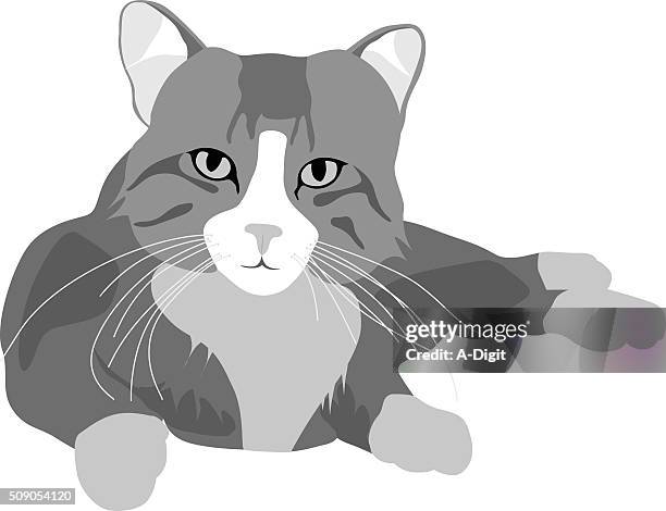cat face - calico cat stock illustrations