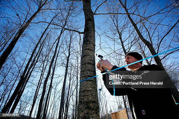 Ashley Gerry runs sap lines at Maple Hill Sugar House on Tuesday, February 2, 2016. Gerry, who has been sugaring since he was six years-old, says it...