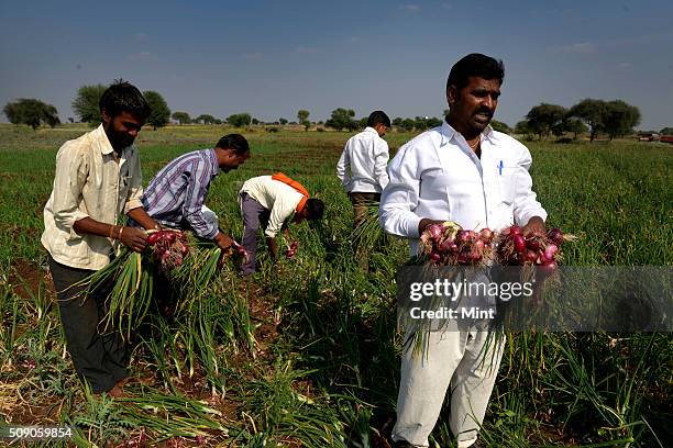 Farmers comparing the so-called Chinese onion variety with the regular Indian onions, at an onion field in Malegaon, on February 3, 2015 in Nashik,...