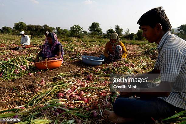 Farm workers collecting the variety, named as Chinese onion, at an onion field in Malegaon, on February 3, 2015 in Nashik, India.