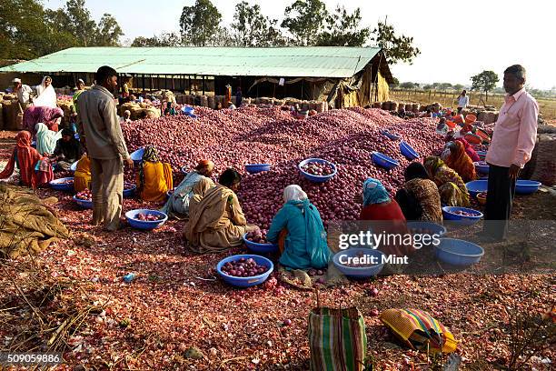 Farm workers sorting out the collected onions at a dispatch unit at Lasalgaon, on February 4, 2015 in Nashik, India.