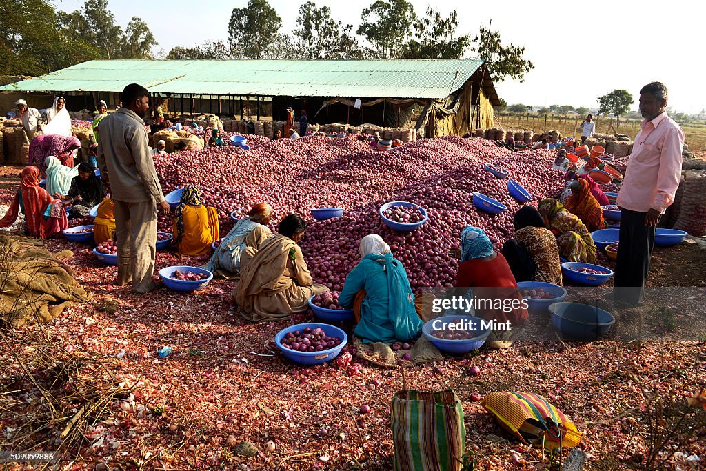Onion Harvesting In Nashik, Maharashtra