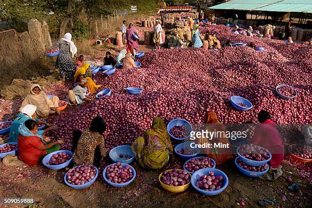 Farm workers sorting out the collected onions at a dispatch unit at Lasalgaon, on February 4, 2015 in Nashik, India.