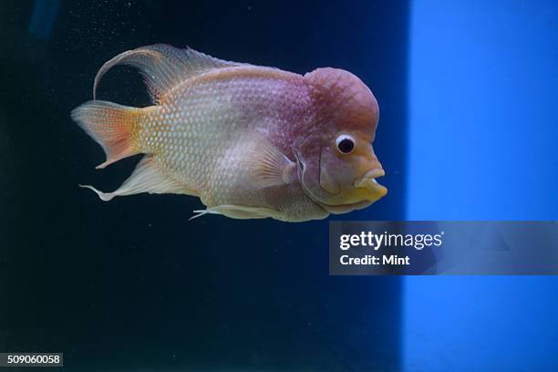 Flowerhorn Cichlid fish on display at Taraporwala Aquarium clicked on February 25, 2015 in Mumbai, India.