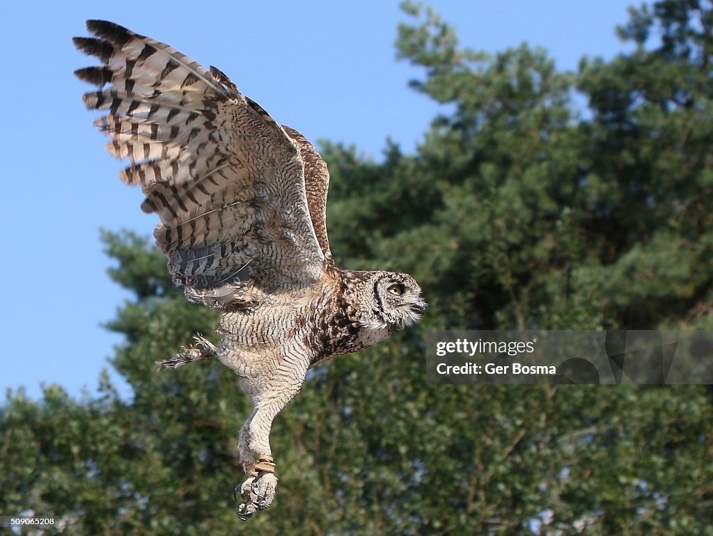 Spotted Eagle Owl in Flight