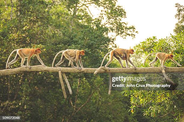 monkey troop - borneo rainforest stock pictures, royalty-free photos & images