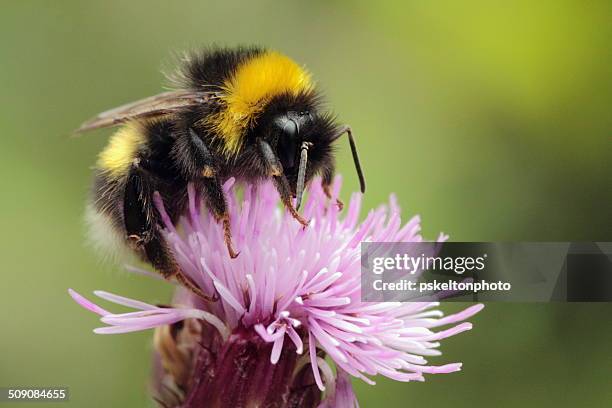 fozzie - bumblebee stock pictures, royalty-free photos & images