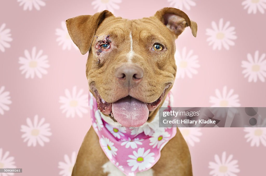 Red Pit Bull dog with injured eye