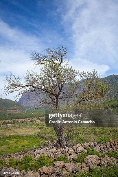 landscape - almendro stock pictures, royalty-free photos & images