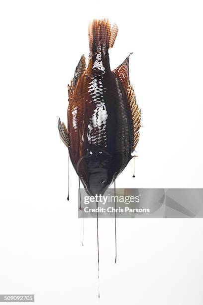 Dripping Fish 132 Liquid Fish Oil Stock Photos, High-Res Pictures, and Images - Getty ...