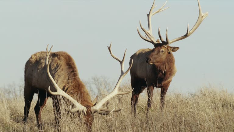 Elk Wide Rack 12 Hay Racks Stock Videos, Footage, & 4K Video Clips - Getty Images