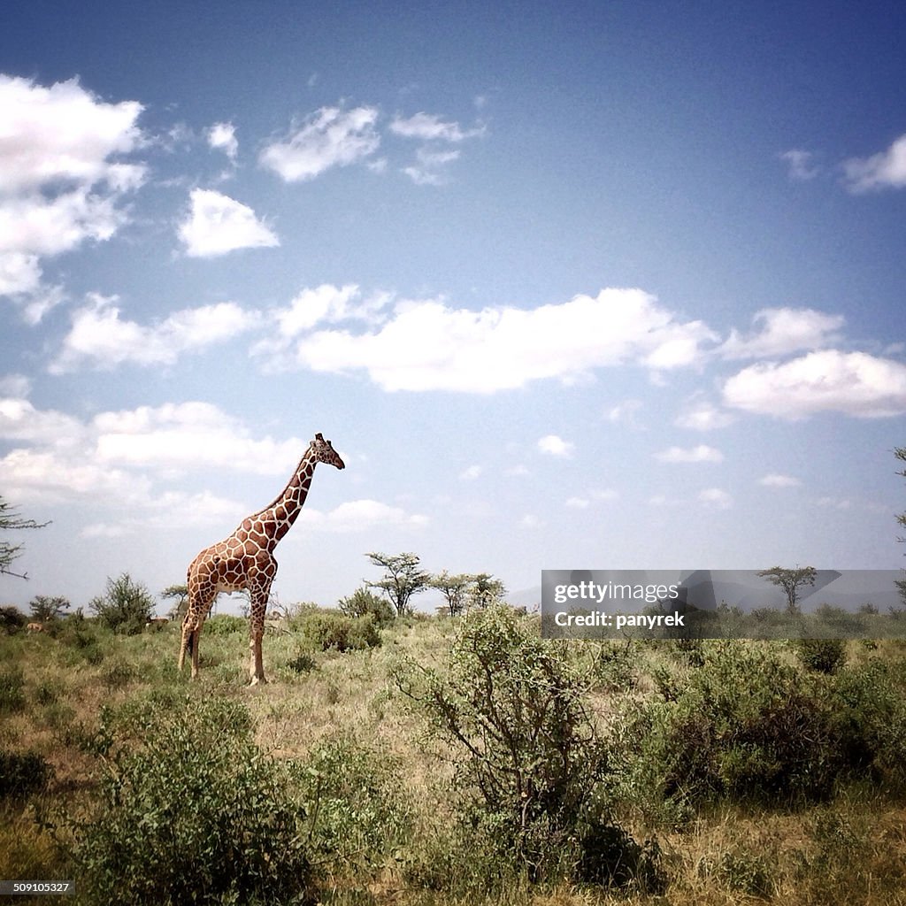 Kenya, Samburu National Park, View of giraffe