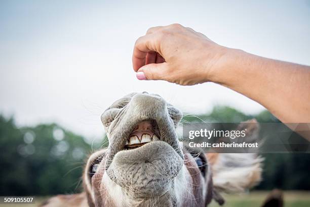 woman feeding donkey - donkey stock pictures, royalty-free photos & images